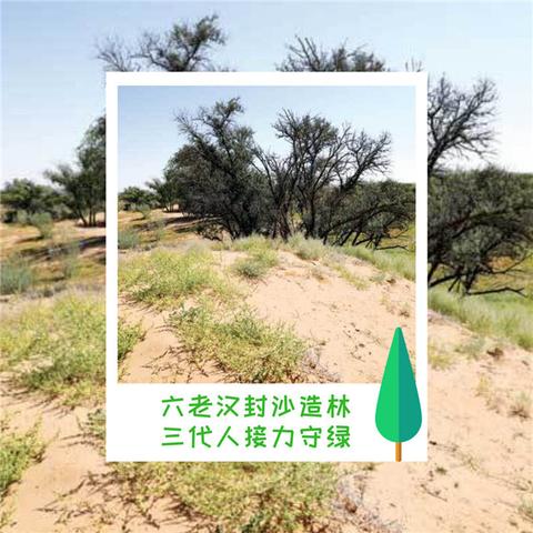 (2021年基本农田栽树如何处理)基本农田栽树新规定：保障农田生态，促进可持续发展。