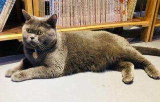 (猫语咖啡全猫咪图鉴)猫语咖啡最新版本更新内容介绍及全新功能介绍