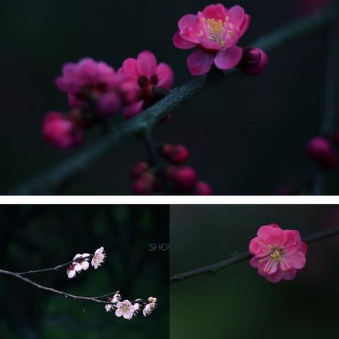(长安幻想百科)长安幻想团团：值得培养的超级梦幻之队