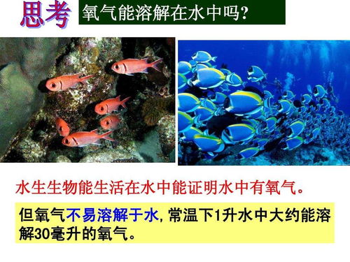 适宜七彩鱼生长的水温范围及水温对其健康影响的详细分析和建议
