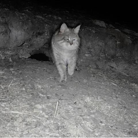 (《喵斯快跑》)探险小猫喵斯快跑手游：奇幻世界探秘之旅