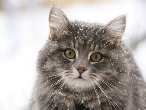 猫咪被冷到的症状及对策：如何分辨宠物是否感到寒冷，并救治？