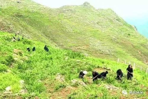 长白山最新消息今天：研究发现山顶植物适应力逐渐增强，生态环境持续改善。
