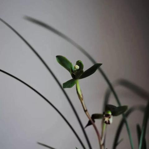 探讨未来可能性：虚空物语重启开服的可能性以及对玩家体验的影响