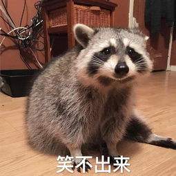 (浣熊为何离开了?不高兴的停服原因揭秘图片)浣熊为何离开了？不高兴的停服原因揭秘