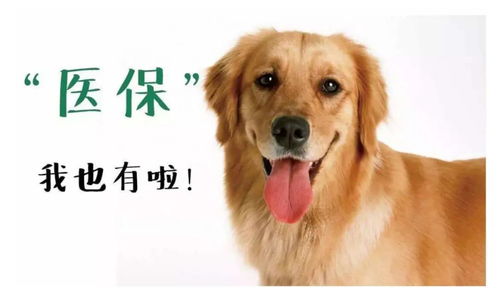 (狗会保护主人攻击其他狗吗)当人类变得残忍无情，狗狗反击：动物也有保护自己的权利
