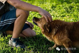 (狗会保护主人攻击其他狗吗)当人类变得残忍无情，狗狗反击：动物也有保护自己的权利