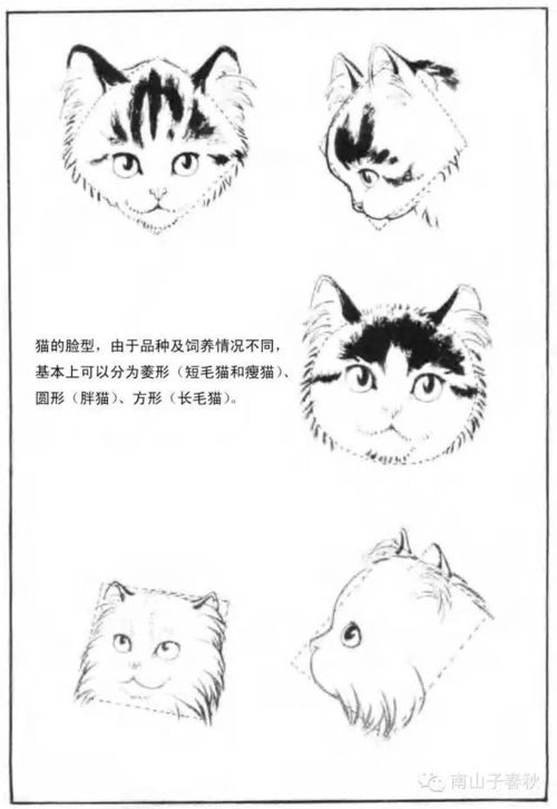 (猫是否有能力识别人类五官的方法)猫是否有能力识别人类五官？