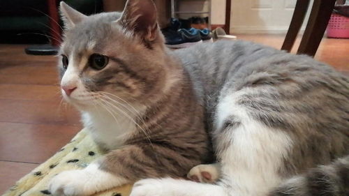 (如何解决猫咪)十种猫咪解闷的方法，帮助你的爱猫快乐度过每一天