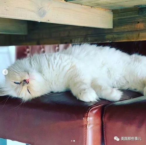 (如何解决猫咪)十种猫咪解闷的方法，帮助你的爱猫快乐度过每一天