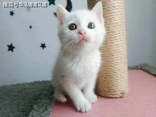 (猫着凉了拉肚子一般多久会好)猫着凉拉肚子会自愈吗？如何正确护理病情以促进恢复很重要。