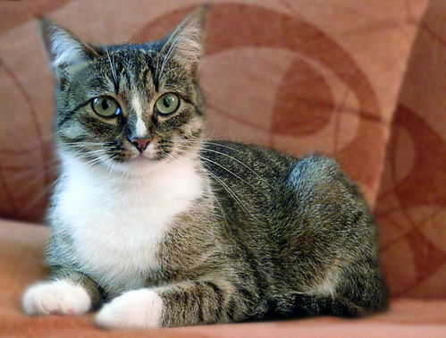 (猫着凉了拉肚子一般多久会好)猫着凉拉肚子会自愈吗？如何正确护理病情以促进恢复很重要。