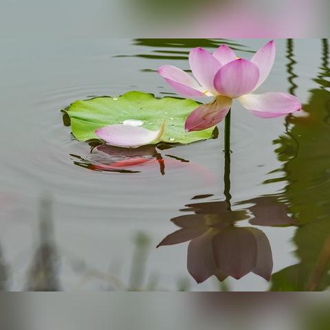 梦幻逍遥下架了吗？最新消息揭秘：官方回应、玩家反应及原因分析