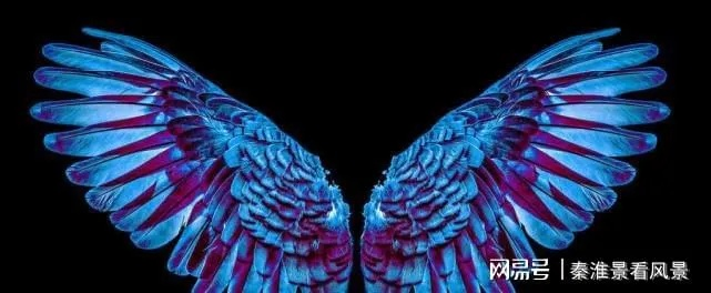 揭秘天使翼数：天使的翅膀到底有多少对？给你意想不到的答案！