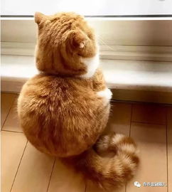 养猫不易：揭示每次亲密接触猫咪都可能带来致命风险的不为人知的真相