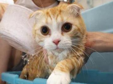 养猫不易：揭示每次亲密接触猫咪都可能带来致命风险的不为人知的真相