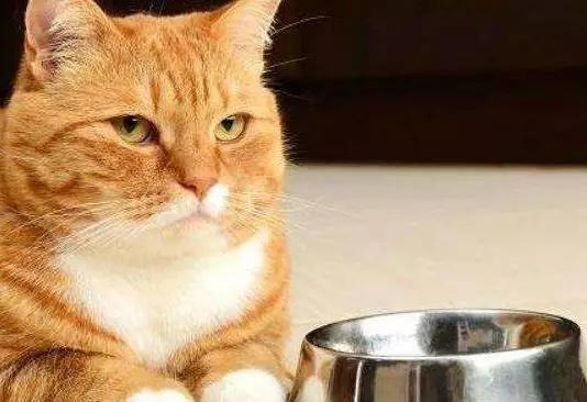 养猫不易：揭示每次亲密接触猫咪都可能带来致命风险的不为人知的真相
