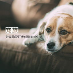 (宠物皮具)探讨皮宠是什么？皮宠在宠物行业中到底有何意义和影响？