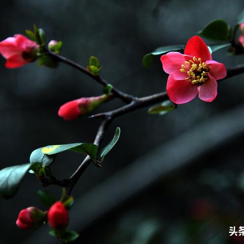 (愤怒的小鸟变形金刚2020最新版)愤怒的小鸟变形金刚：一场超级机器人与愤怒小鸟的终极对决！