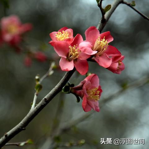 (愤怒的小鸟变形金刚2020最新版)愤怒的小鸟变形金刚：一场超级机器人与愤怒小鸟的终极对决！