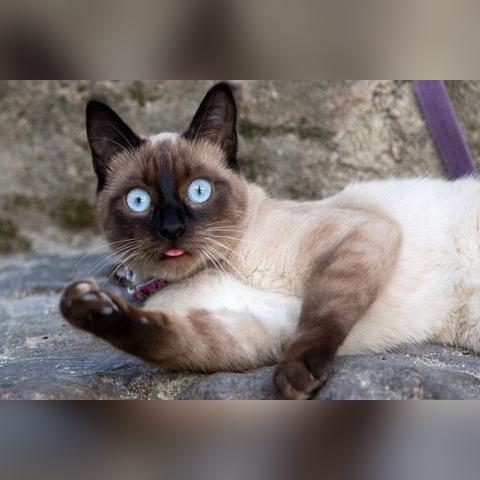 网传热播剧《猫咪田园》下架了吗?官方急需回应解读影片是否真的中止