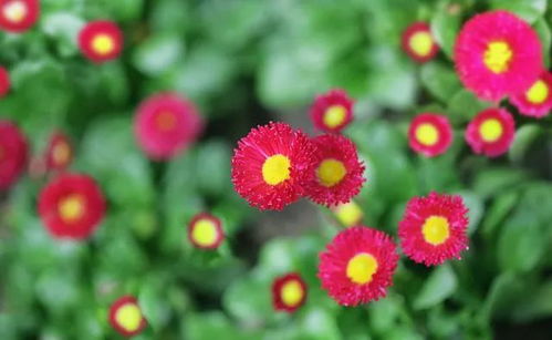 (花朵 清新)花朵轻松消，精致芬芳无痕迹，愿你迎接美好生活温馨甜。