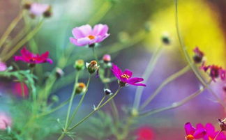 (花朵 清新)花朵轻松消，精致芬芳无痕迹，愿你迎接美好生活温馨甜。