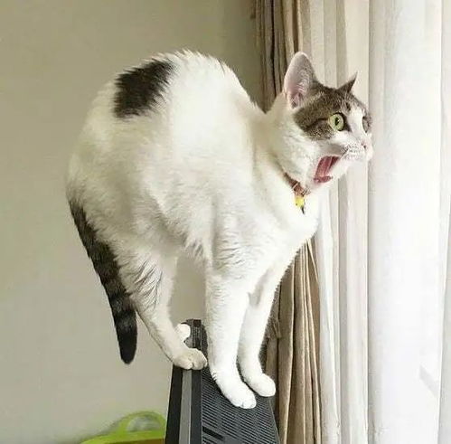 详细解读尤猫醒醒资源全解锁步骤方法：如何巧妙操作实现尤猫醒醒app所有资源的全解锁