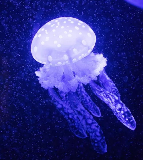 小鱼探险记网站：发现海底世界的神奇之旅，探寻隐藏在深海的惊喜与奥秘