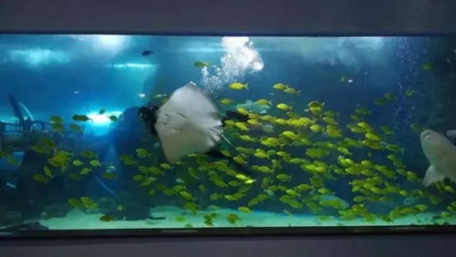 小鱼探险记网站：发现海底世界的神奇之旅，探寻隐藏在深海的惊喜与奥秘
