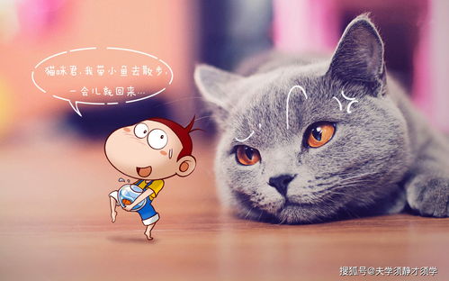 探索新版猫社区官方的全新功能与精彩活动，让您畅享宠物乐趣与交流分享