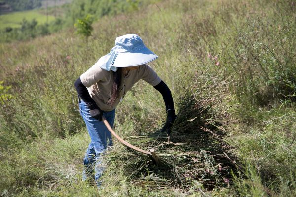 (割草意思)割草是词语吗？探讨割草在语言学中的定位和意义