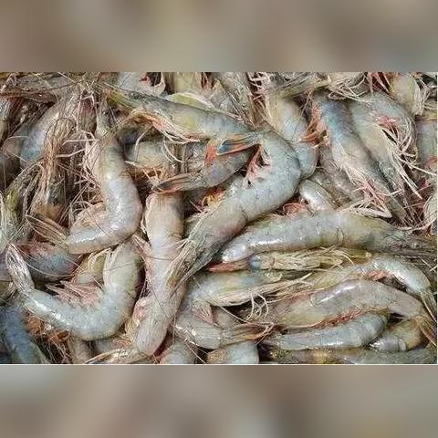 (战争艺术赤潮经典模式攻略)探讨战争艺术赤潮消失原因：是游戏更新策略还是玩家反馈结果?
