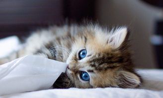 (天冷猫咪变得不精神)小猫天冷了没精神是什么症状？如何判断猫咪出现不同情况？