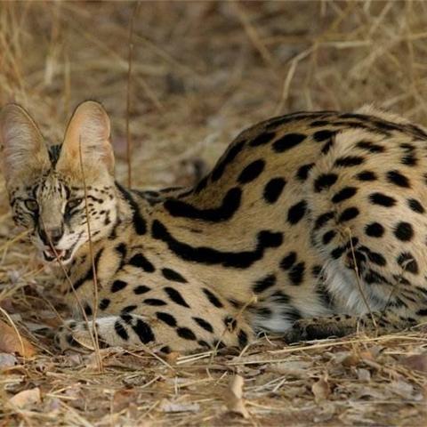 (超级猎手百科)超级狩猎英雄：勇闯极地，征服野兽，打造传奇帝国