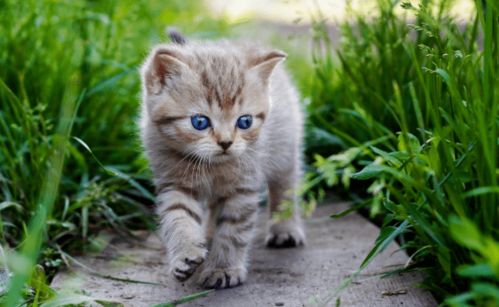 (家里猫味道很大怎么去除)如何有效消除家中猫异味?猫异味重吗会影响家庭生活质量吗?
