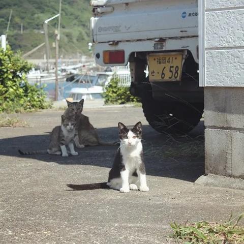 (猫咪天堂房间的最高评价)探秘猫咪天堂攻略:如何选择适合宠物的家具?