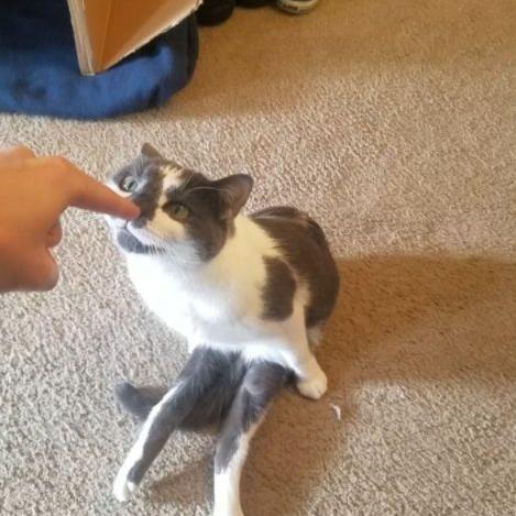 (猫咪天堂房间的最高评价)探秘猫咪天堂攻略:如何选择适合宠物的家具? (猫咪天堂房间的最高评价)探秘猫咪天堂攻略:如何选择适合宠物的家具?