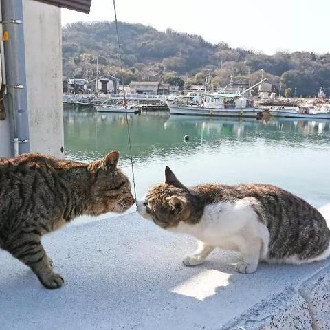 (猫咪天堂房间的最高评价)探秘猫咪天堂攻略:如何选择适合宠物的家具? (猫咪天堂房间的最高评价)探秘猫咪天堂攻略:如何选择适合宠物的家具?