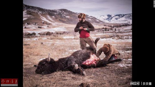 野牛复仇记2: 重返荒野，那只强大的野牛将再次展开惊心动魄的征程