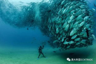 (我的拿手好戏作文捞鱼)我的拿手好戏潜水：探寻深海秘境的刺激与挑战