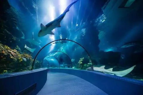 (水下你未见的中国海洋知识)揭秘中国沿海水下世界:寻宝之旅揭秘古代文明的珍宝 (水下你未见的中国海洋知识)揭秘中国沿海水下世界:寻宝之旅揭秘古代文明的珍宝