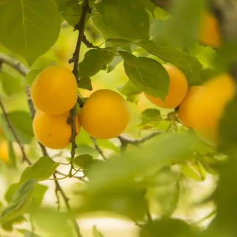 (《流光引》)流光引玉晓梦是什么身份？神秘身份令人好奇